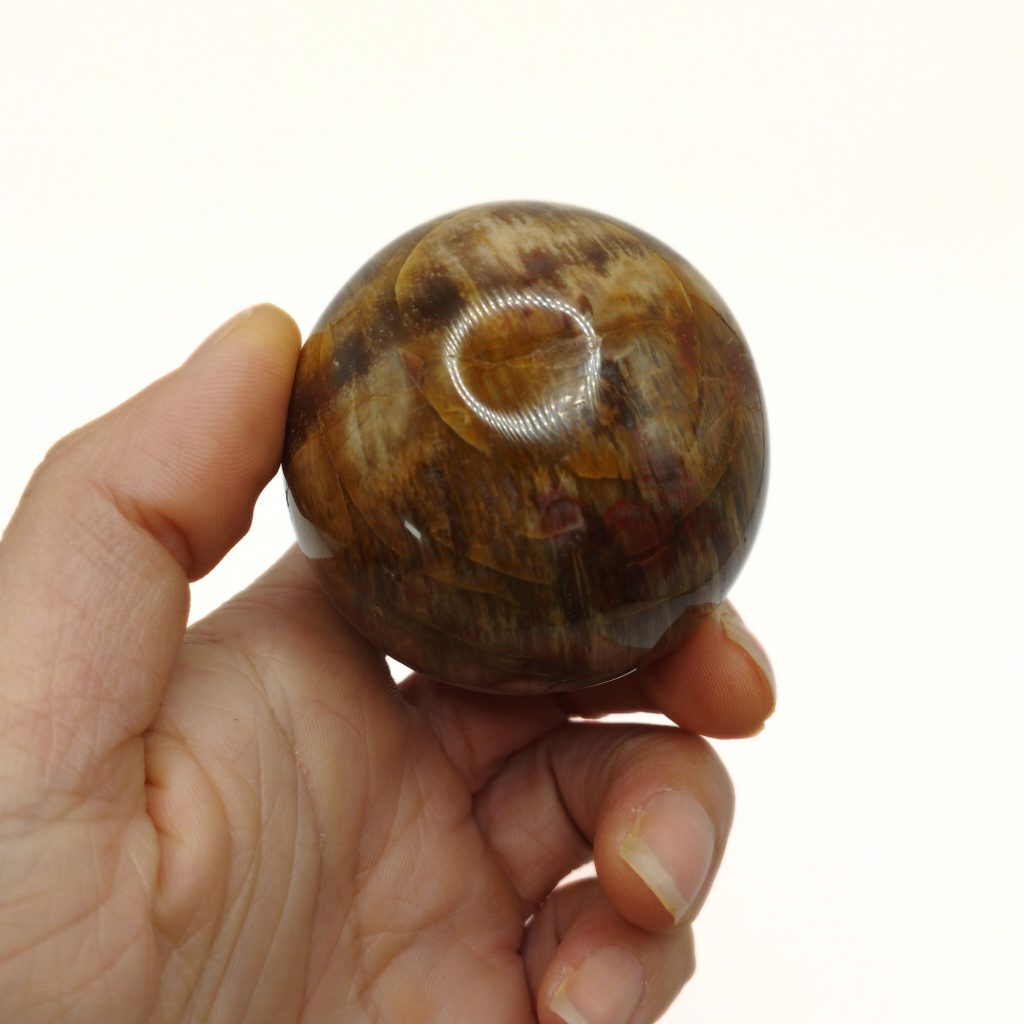 sphère de Bois Fossilisé